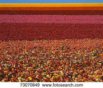 Stock Photograph - 'these are fields 
of ranunculus 
flowers at the 
carlsbad ranch 
in. fotosearch 
- search stock 
photos, pictures, 
images, and photo 
clipart