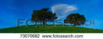 Stock Photo - these are twin 
oaks trees in 
a green field 
in the spring 
they are. fotosearch 
- search stock 
photos, pictures, 
images, and photo 
clipart