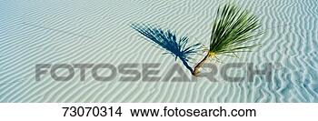 Stock Photo - these are white 
sand dunes in 
morning light 
there is a single 
small. fotosearch 
- search stock 
photos, pictures, 
images, and photo 
clipart