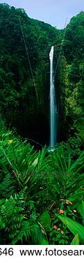Stock Photo - this is akaka 
falls state park 
the falls are 
442 feet long 
it is. fotosearch 
- search stock 
photos, pictures, 
images, and photo 
clipart