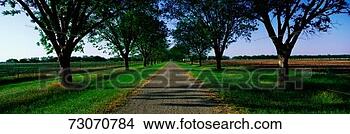 Stock Photo - this is the boone 
hall plantation 
the trees are 
live oaks and 
spanish. fotosearch 
- search stock 
photos, pictures, 
images, and photo 
clipart