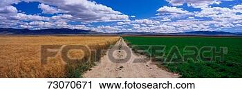Stock Photography - this is a dirt 
road dividing 
a wheat field 
and an alfalfa 
field it is. fotosearch 
- search stock 
photos, pictures, 
images, and photo 
clipart