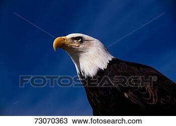 Stock Photo - 'this is a mature 
american bald 
eagle from the 
national foundation 
to. fotosearch 
- search stock 
photos, pictures, 
images, and photo 
clipart