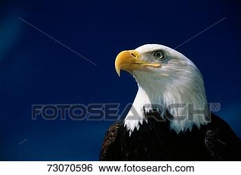 Stock Photo - 'this is a mature 
american bald 
eagle from the 
national foundation 
to. fotosearch 
- search stock 
photos, pictures, 
images, and photo 
clipart