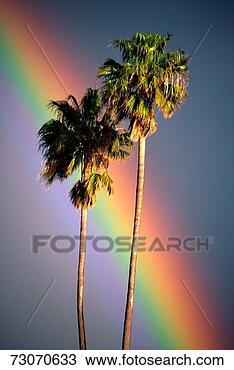 Stock Photo - this is a rainbow 
crossing near 
two palm trees 
in california 
in the. fotosearch 
- search stock 
photos, pictures, 
images, and photo 
clipart