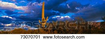 Stock Photography - this is saguaro 
national park 
west in the center 
is a saguaro cactus. 
fotosearch - search 
stock photos, 
pictures, images, 
and photo clipart