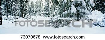 Stock Photo - this shows trees 
after a winter 
snow storm the 
snow covered the. 
fotosearch - search 
stock photos, 
pictures, images, 
and photo clipart