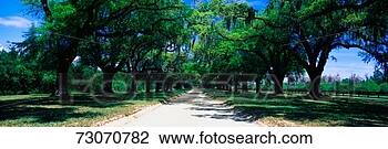 Stock Photo - this is a tree 
lined road outside 
of san antonio 
it shows a beautiful. 
fotosearch - search 
stock photos, 
pictures, images, 
and photo clipart