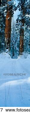 Picture - this is a winter 
road that leads 
into sequoia national 
park it shows. 
fotosearch - search 
stock photos, 
pictures, images, 
and photo clipart