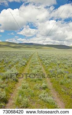 Stock Photography - 'tire tracks through 
spring flowers 
of centennial 
valley near. fotosearch 
- search stock 
photos, pictures, 
images, and photo 
clipart