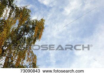 Stock Photo - tree in autumn. 
fotosearch - search 
stock photos, 
pictures, images, 
and photo clipart