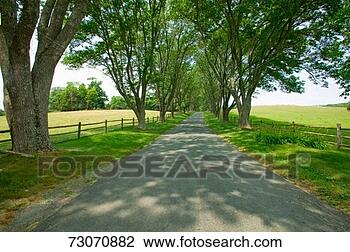 Stock Photo - 'tree-lined driveway 
to ash lawn-highland, 
 home of president 
james. fotosearch 
- search stock 
photos, pictures, 
images, and photo 
clipart