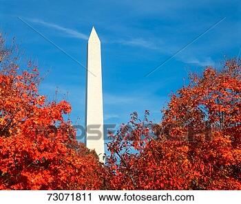 Stock Photography - 'tree tops with 
autumn leaves 
and washington 
monument, washington 
dc '. fotosearch 
- search stock 
photos, pictures, 
images, and photo 
clipart