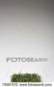 Stock Photography - trimmed grass 
with one long 
blade, studio 
shot. fotosearch 
- search stock 
photos, pictures, 
images, and photo 
clipart