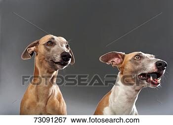 Picture - two greyhound 
dogs barking, 
close up. fotosearch 
- search stock 
photos, pictures, 
images, and photo 
clipart