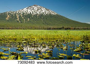 Stock Photo - usa, eastern oregon, 
dutchman flats, 
lily pads in marsh. 
fotosearch - search 
stock photos, 
pictures, images, 
and photo clipart