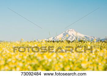 Stock Photo - usa,  eastern 
oregon,  oxeye 
daisies (chrysanthemum 
leucanthemum). 
fotosearch - search 
stock photos, 
pictures, images, 
and photo clipart
