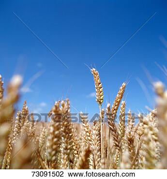 Stock Photo - wheat stalk, detail. 
fotosearch - search 
stock photos, 
pictures, images, 
and photo clipart