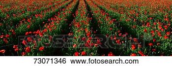 Stock Photo - 'wildflower farm, 
fredericksburg, 
texas'. fotosearch 
- search stock 
photos, pictures, 
images, and photo 
clipart