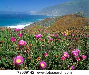 Stock Photo - 'wildflowers along 
pacific coast 
highway, ca'. 
fotosearch - search 
stock photos, 
pictures, images, 
and photo clipart
