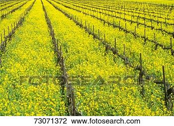 Stock Photo - 'wine fields in 
spring, napa valley, 
california'. fotosearch 
- search stock 
photos, pictures, 
images, and photo 
clipart
