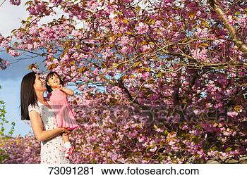 Stock Photography - woman with daughter 
(3-4) looking 
at cherry blossoms. 
fotosearch - search 
stock photos, 
pictures, images, 
and photo clipart