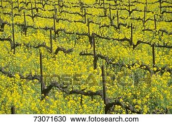 Stock Photography - 'yellow mustard 
plants growing 
among dormant 
grape vines,  
napa. fotosearch 
- search stock 
photos, pictures, 
images, and photo 
clipart