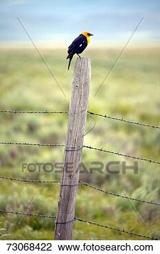 Stock Photo - 'yellow-winged 
black bird on 
fence rail,  near 
lakeview montana 
in. fotosearch 
- search stock 
photos, pictures, 
images, and photo 
clipart