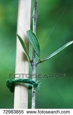 Young tree supported by stake
View Large Photo Image Stock Image - young tree supported
by stake. fotosearch
- search stock
photos, pictures,
images, and photo
clipart