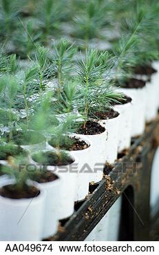 Stock Photo - fir tree seedlings 
growing in a biotech 
lab greenhouse. 
fotosearch - search 
stock photos, 
pictures, images, 
and photo clipart