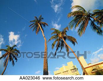 Stock Photo - palm trees in 
the art deco district, 
miami. fotosearch 
- search stock 
photos, pictures, 
images, and photo 
clipart