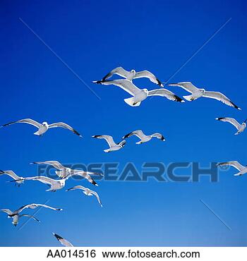 Stock Photo - seagulls in the 
sky. fotosearch 
- search stock 
photos, pictures, 
images, and photo 
clipart