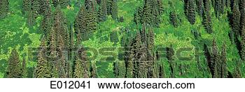 Stock Photography of Aerial view of forest on mountainside E012041...