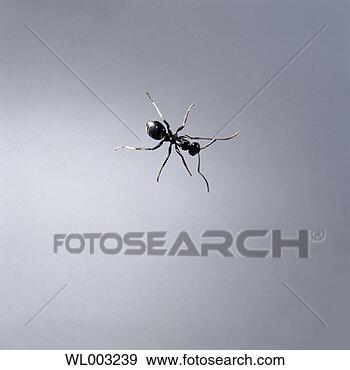 Stock Photograph - ant. fotosearch 
- search stock 
photos, pictures, 
images, and photo 
clipart