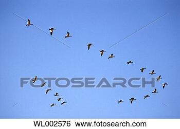 Stock Photo - flying geese. 
fotosearch - search 
stock photos, 
pictures, images, 
and photo clipart