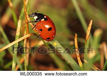 Stock Image - ladybug. fotosearch 
- search stock 
photos, pictures, 
images, and photo 
clipart