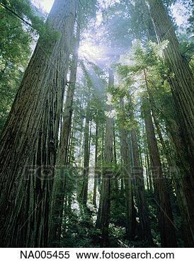 Stock Image - redwood forest. 
fotosearch - search 
stock photos, 
pictures, images, 
and photo clipart