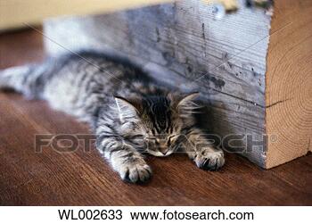 Stock Photo - sleeping kitten. 
fotosearch - search 
stock photos, 
pictures, images, 
and photo clipart