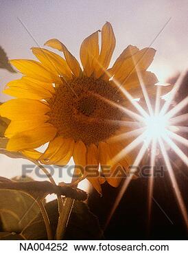 Stock Photo - sunflower close-up. 
fotosearch - search 
stock photos, 
pictures, images, 
and photo clipart