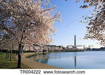 Stock Photo - washington dc 
in spring. fotosearch 
- search stock 
photos, pictures, 
images, and photo 
clipart