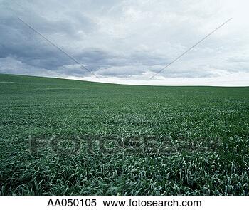 Stock Image - alfalfa field, 
covered by storm 
clouds. fotosearch 
- search stock 
photos, pictures, 
images, and photo 
clipart
