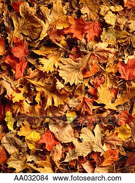 Stock Photo - autumn leaves. 
fotosearch - search 
stock photos, 
pictures, images, 
and photo clipart