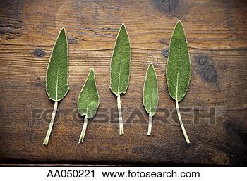 Stock Photography - fresh sage leaves 
on wood. fotosearch 
- search stock 
photos, pictures, 
images, and photo 
clipart
