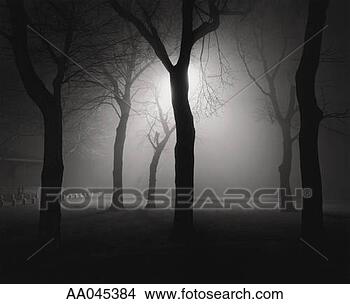 Stock Photo - bare trees in 
park, silhouette, 
night (b&w). fotosearch 
- search stock 
photos, pictures, 
images, and photo 
clipart