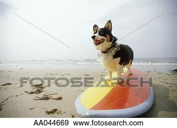 Stock Photograph - dog standing on 
a surfboard. fotosearch 
- search stock 
photos, pictures, 
images, and photo 
clipart