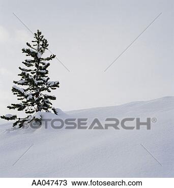 Stock Photo - pine tree on snowy 
slope. fotosearch 
- search stock 
photos, pictures, 
images, and photo 
clipart