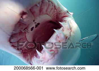 Stock Photography - great white shark 
(carcharodon carcharias) 
with mouth open. 
fotosearch - search 
stock photos, 
pictures, images, 
and photo clipart