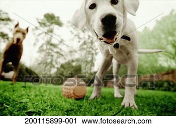 Stock Photography - white labrador 
puppy on lawn 
with ball, doberman 
pinscher behind. 
fotosearch - search 
stock photos, 
pictures, images, 
and photo clipart