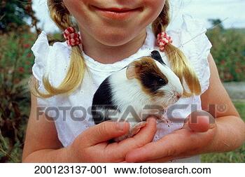 Stock Photography - girl (4-6) holding 
baby guinea pig, 
close-up. fotosearch 
- search stock 
photos, pictures, 
images, and photo 
clipart