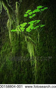 Stock Photography - epiphytes hanging 
from tree branches. 
fotosearch - search 
stock photos, 
pictures, images, 
and photo clipart